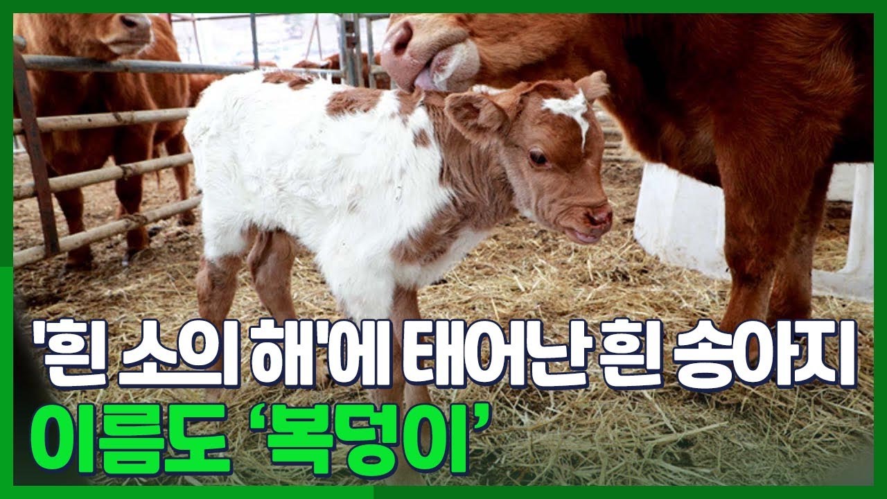 [시선두기] '흰 소의 해'에 태어난 흰 송아지&hellip;이름도 '복덩이' / 연합뉴스TV (YonhapnewsTV)