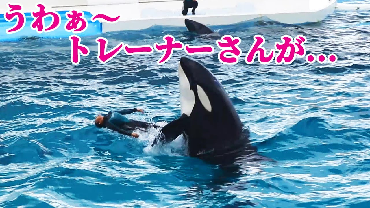 シャチショーでベテラントレーナーさんが痛恨のミス・・・ 鴨川シーワールド 鴨シー KamogawaSeaWorld  orca killerwhale