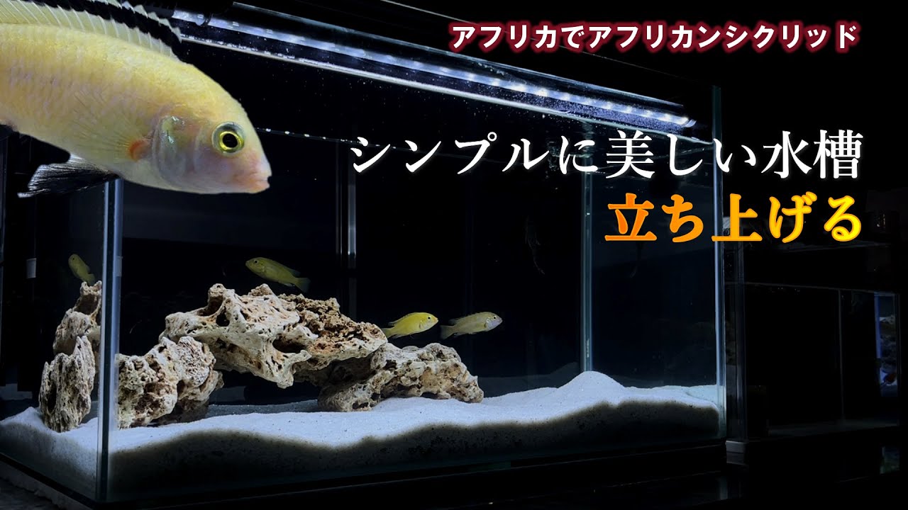 【熱帯魚水槽/立上げ方】アフリカで熱帯魚生活/黄色い魚が入ったアクアリウムで生活がパーっと明るく華やかになった