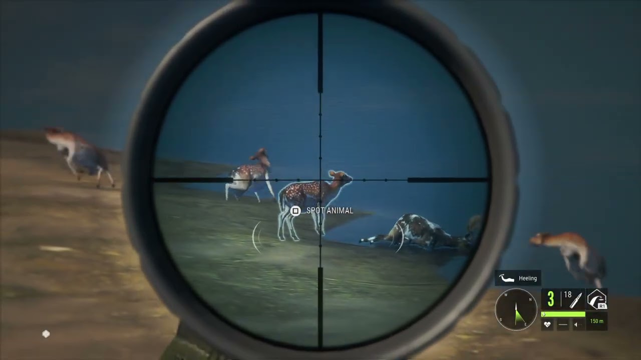 Rare piebald during fallow deer grind
