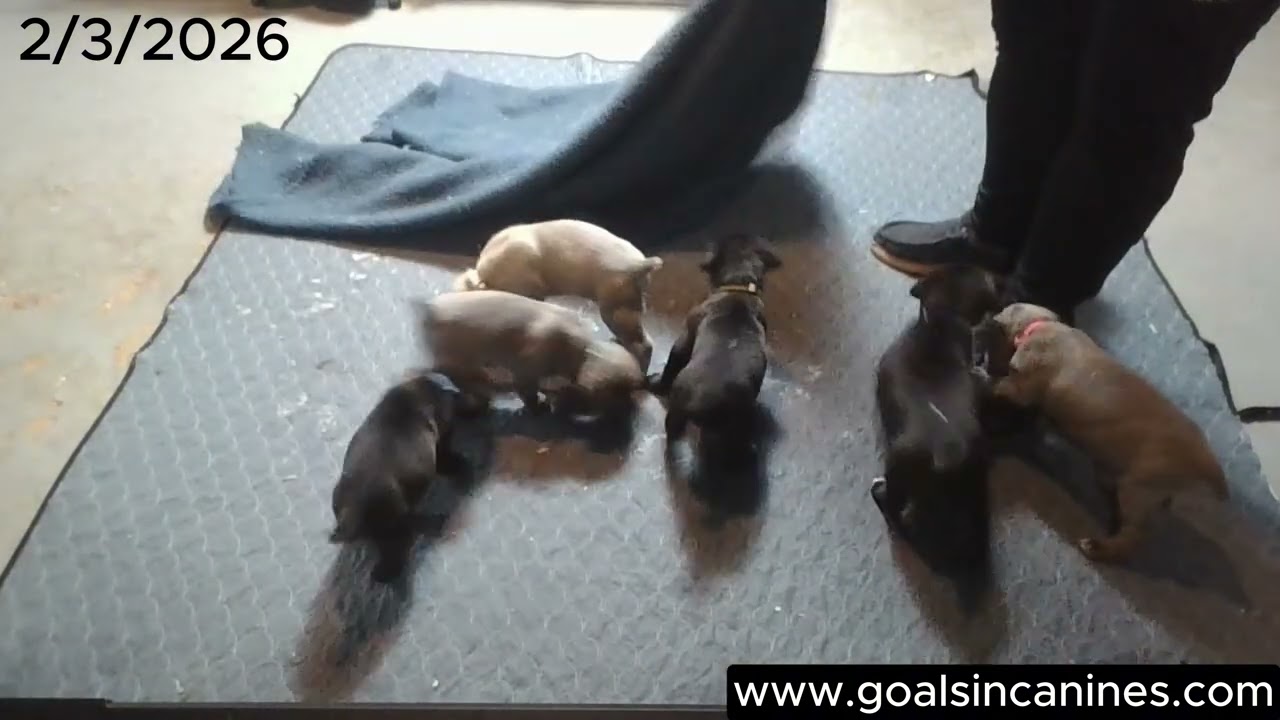Pack Dynamics - Puppy Cam (2/3/26)
