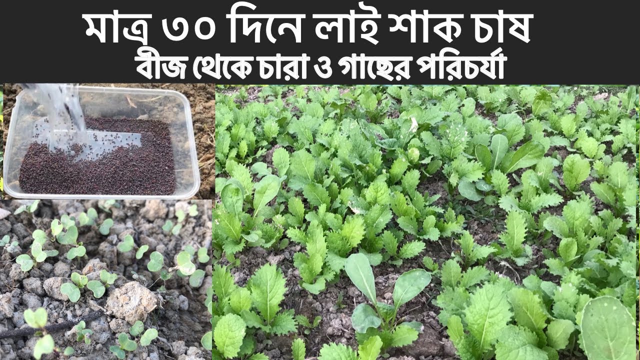 ৩০ দিনে লাই শাক চাষ পদ্ধতি। সরিষা চাষ। Mustard Leaf cultivation | grow Mustard seeds