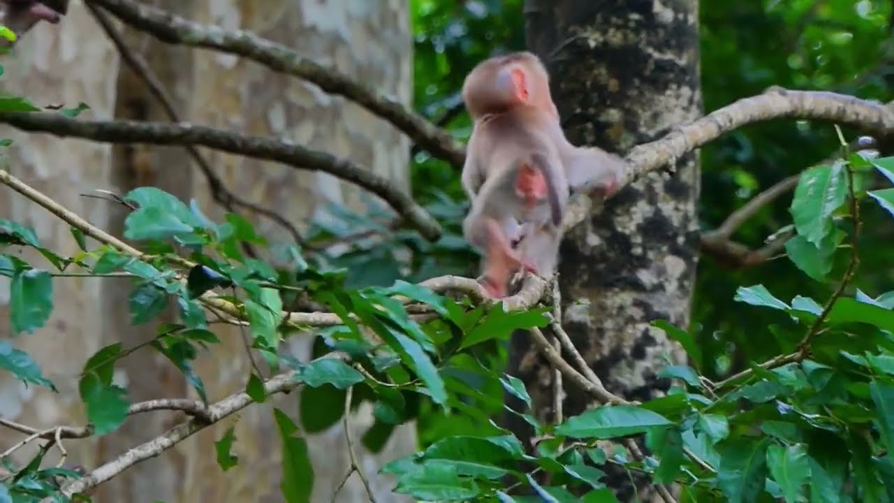 Oh God! Baby LYNX falls from a tall tree 50m, Looking pitiful. #babyleo #monkeys