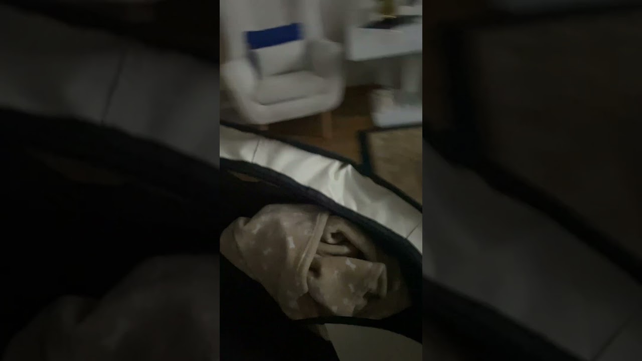 Pomeranian Ares-Ares dzisiaj wyciął numer&hellip;.