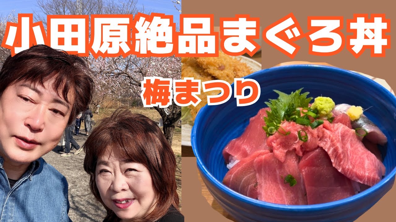 首都圏から日帰り旅。小田原で絶品マグロ丼!今までで一番うまい店を見つけた  #小田原 #小田原グルメ #マグロ丼 #かしわ水産 #小田原フラワーガーデン #梅まつり #春旅