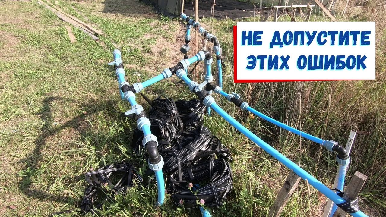 Какой полив нужен голубике