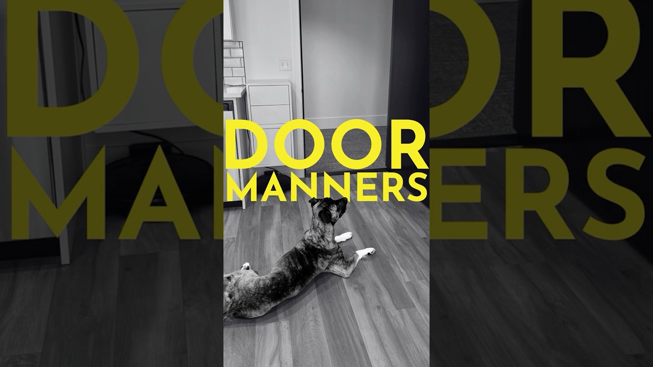 How to teach your dog not to go out the front door without permission #dogtrainer
