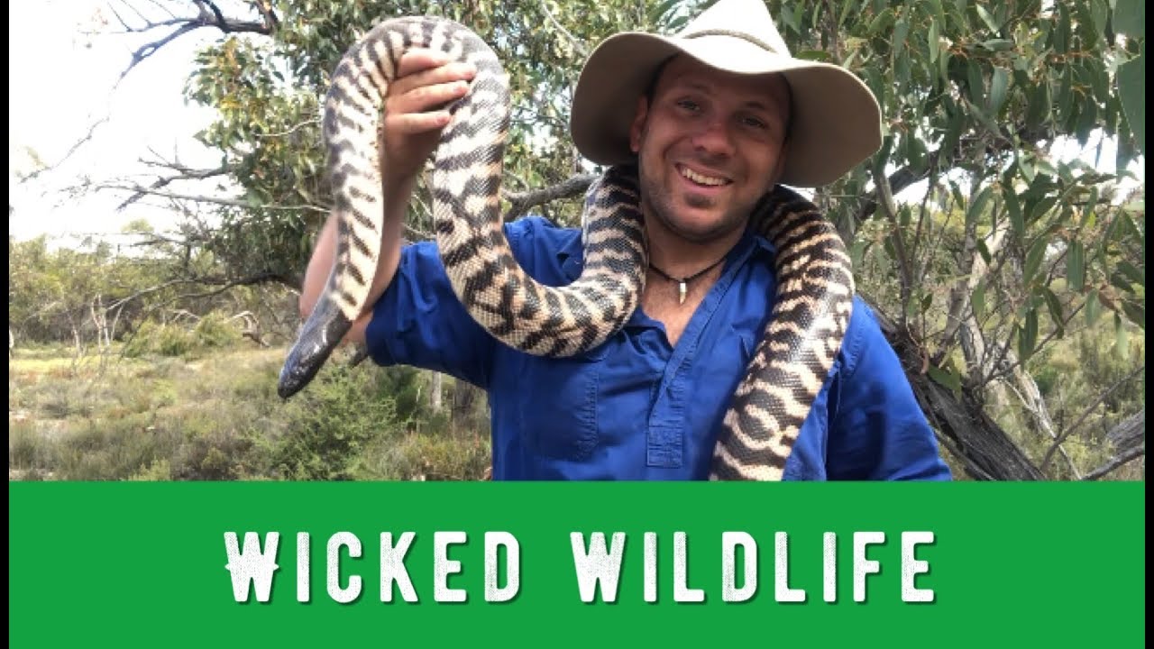 The Black Headed Python