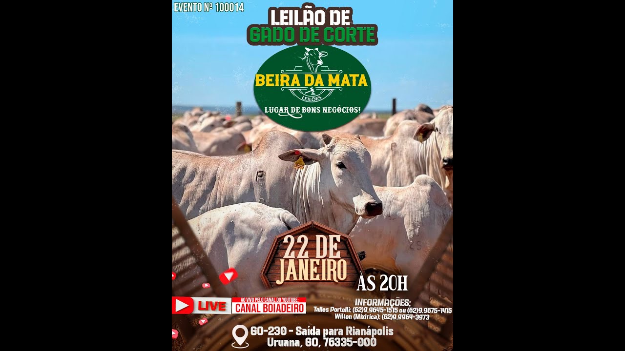 Beira da Mata Leilões - Uruana GO - Leilão de Gado de Corte em Goiás @canal.boiadeiro #live #gado