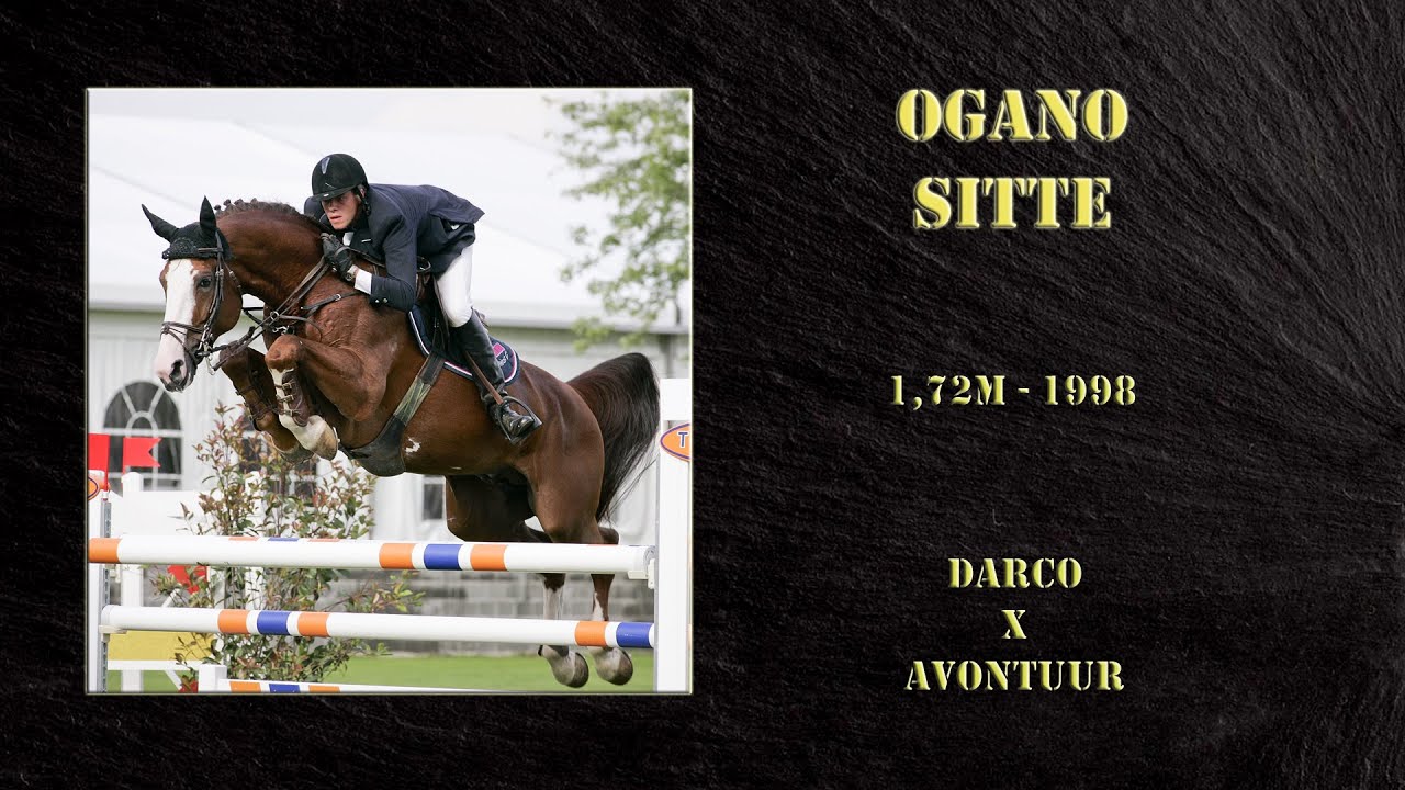 OGANO SITTE