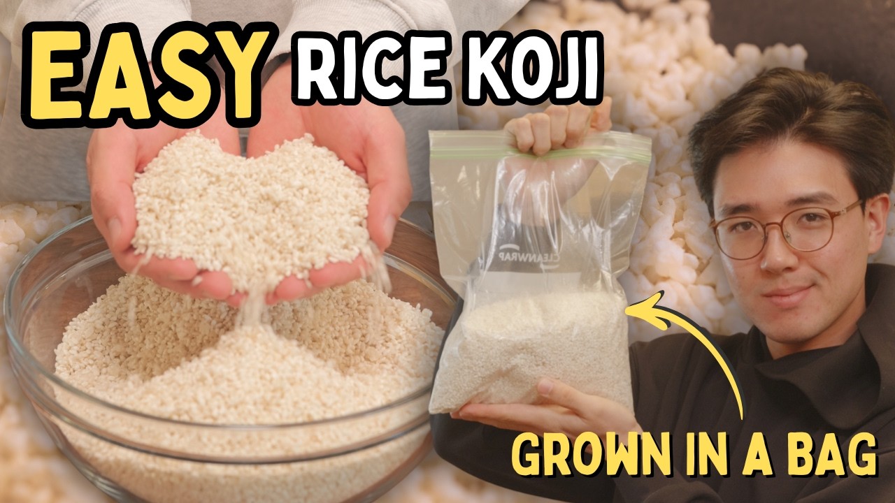 The Easiest Way To Make Koji For Sake, Miso and Amazake