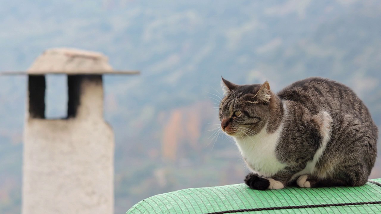 Ein Platz für Katzen oder wir finden überall einen schönen Platz