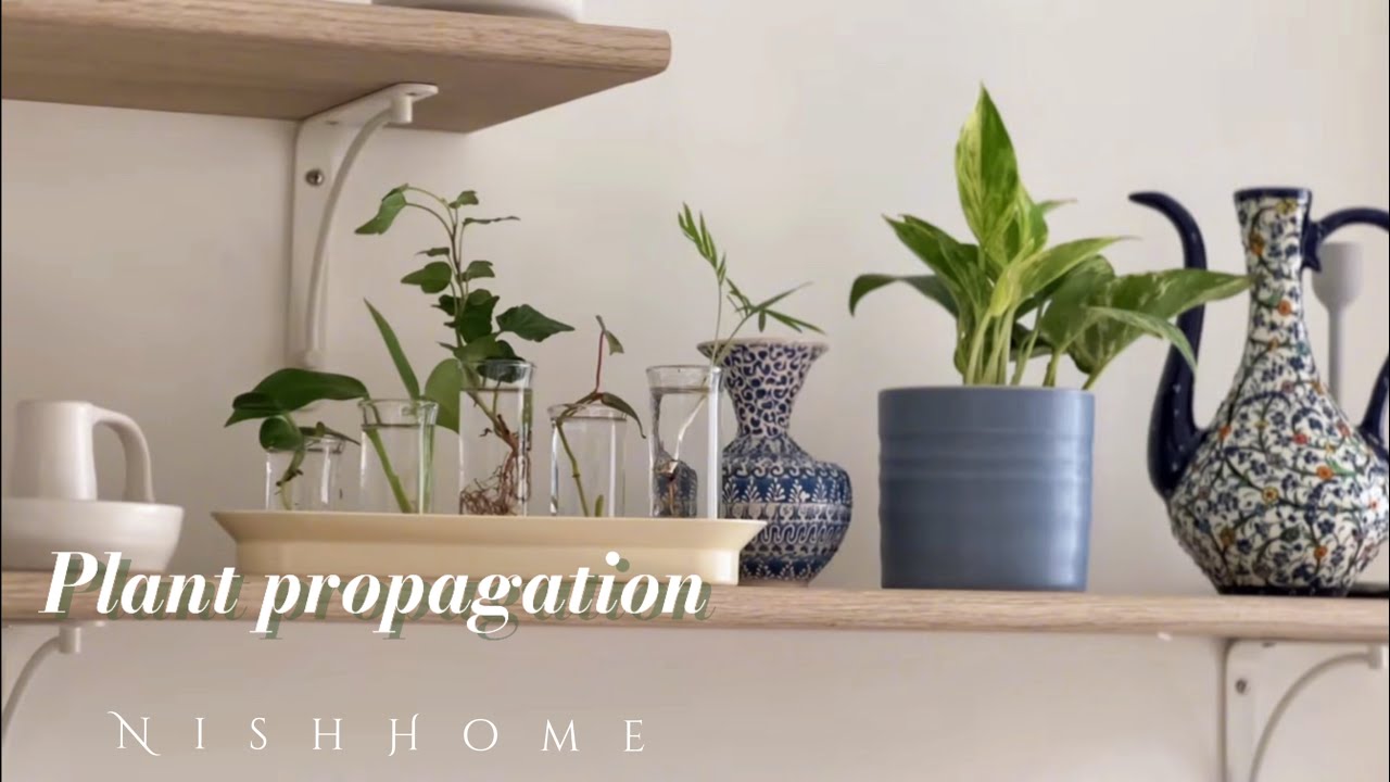 Plant propagation 🌱house plants care🪴my indoor plant collection 🏡