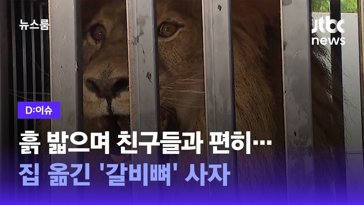 [D:이슈] 흙 밟으며 친구들과 편히&hellip;집 옮긴 '갈비뼈' 사자 / JTBC 뉴스룸