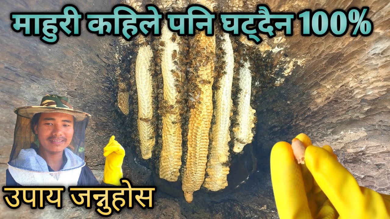 mahuri kin ghatchha??🤔 yaso garnus 100% ghatdain । mahuri palan । bee keeping