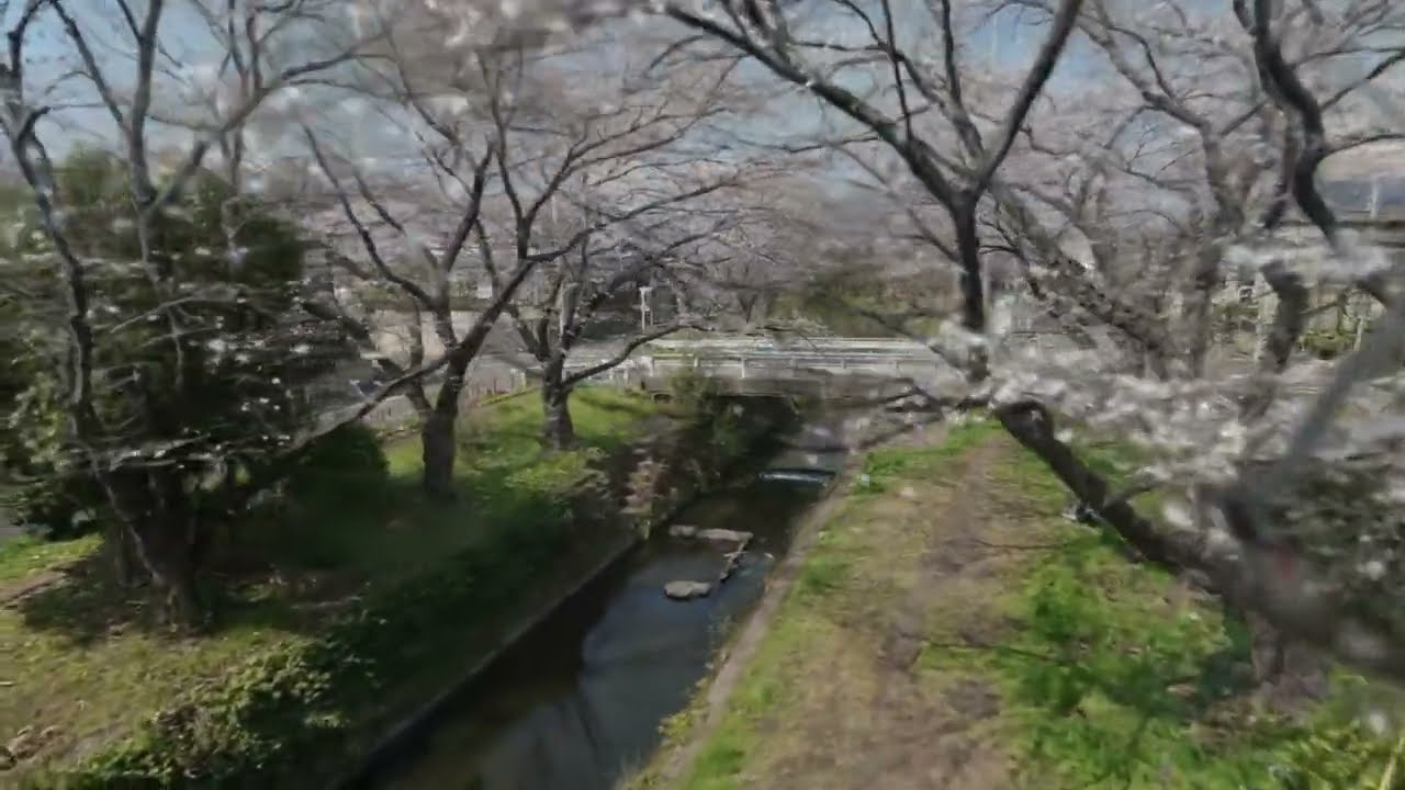 3DGS of Japanese cherry blossoms(see in 4K video)