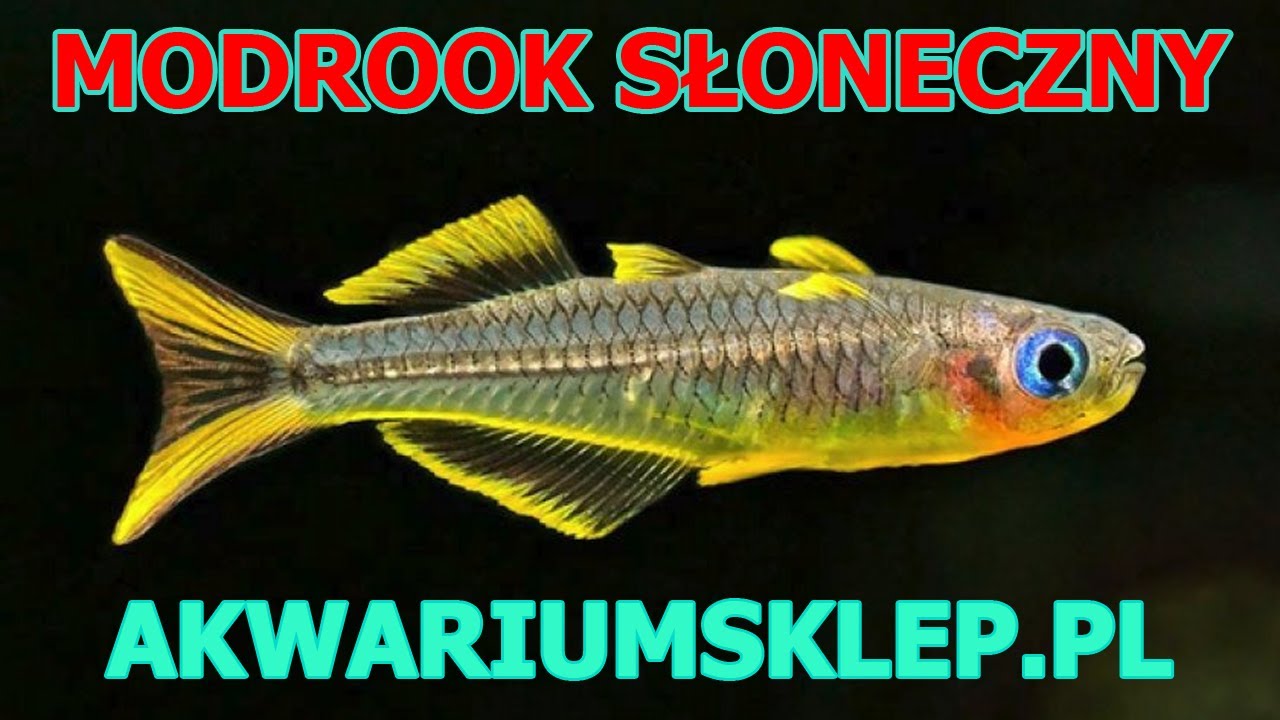 Modrook słonecny Pseudomugil furcatus Przegląd gatunku