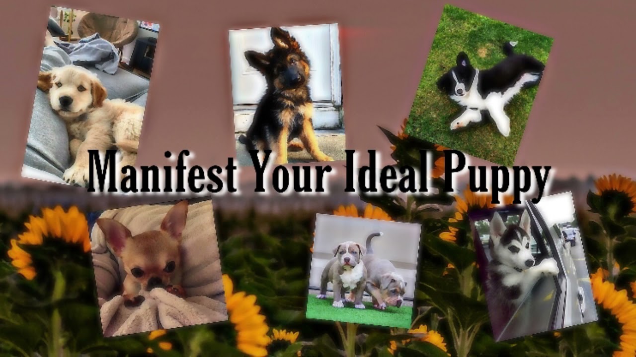 “𝐀𝐖𝐖 𝐘𝐎𝐔 𝐆𝐎𝐓 𝐀 𝐏𝐔𝐏𝐏𝐘”Manifest Your Ideal Puppy || Subliminal || Dog Subliminals