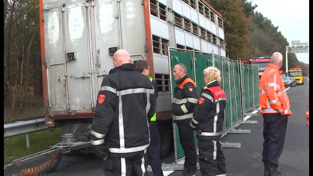 Alweer problemen A67, vrachtwagen met varkens in brand