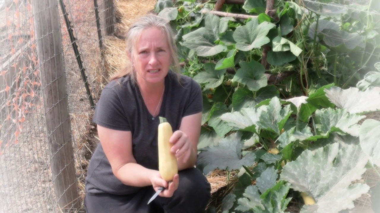 Alaska Garden, 4th of July Harvest in our NRCS High Tunnel