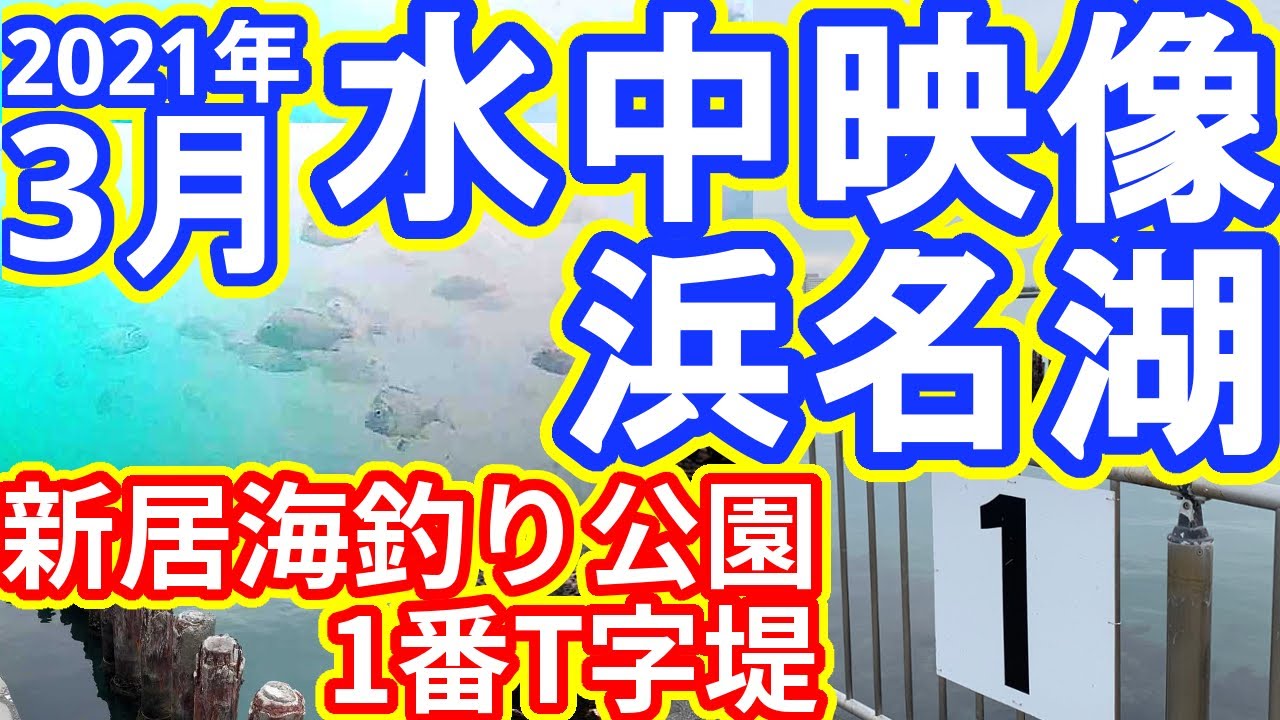 【水中映像】新居海釣り公園 1番T字堤防 2021年3月 初春の浜名湖（浜名湖の釣り）