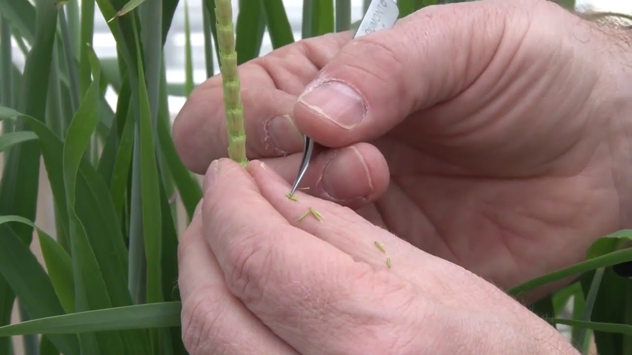 emasculation in barley, #emasculation, #barley