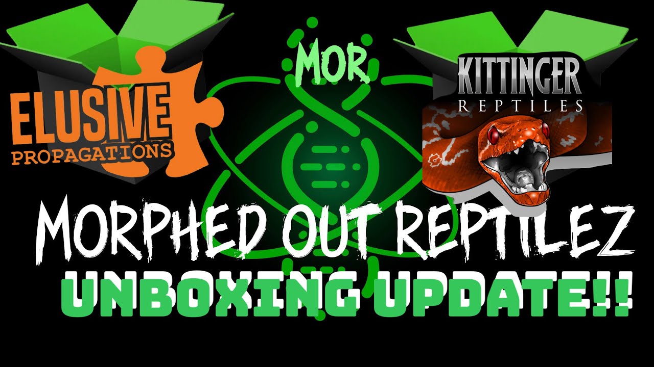 Ball Python Unboxing! 🐍🔥 From Elusive Propagations & Kittinger Reptiles | New Project Pickups #snake