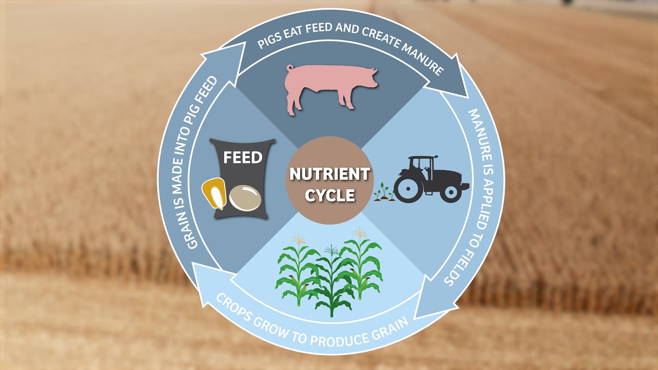 The Nutrient Cycle &bull; Educational Video