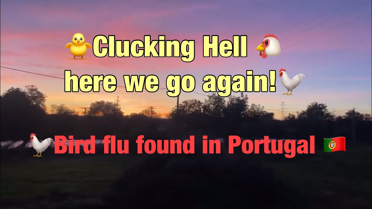 🐥Clucking Hell 🐔 here we go again!🐓Bird flu found in Portugal 🇵🇹