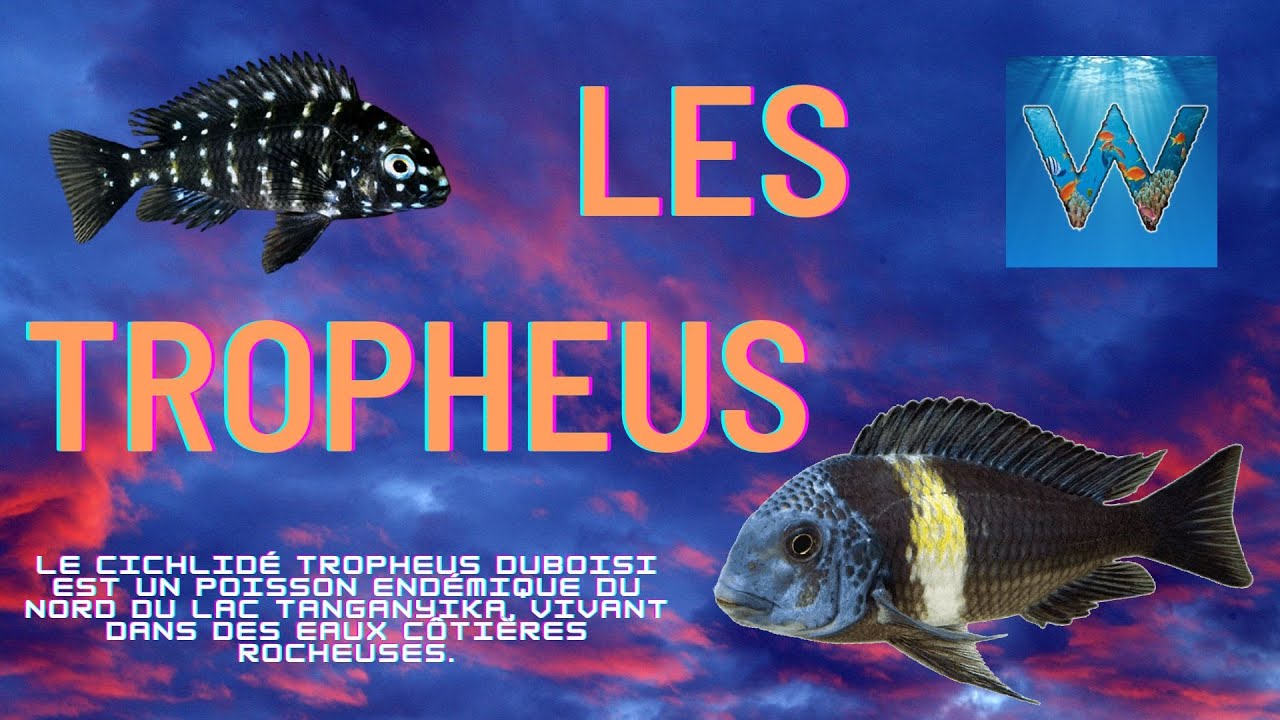 les Tropheus duboisi