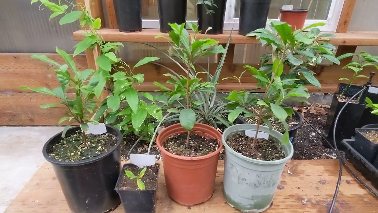 Miracle Fruit/Berry seedling update (Synsepalum dulcificum)
