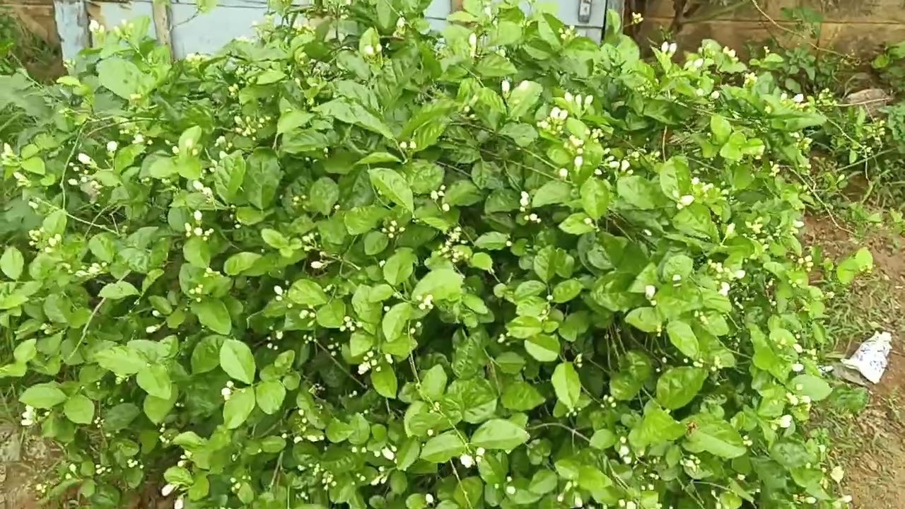 మల్లె పూలు పంటా