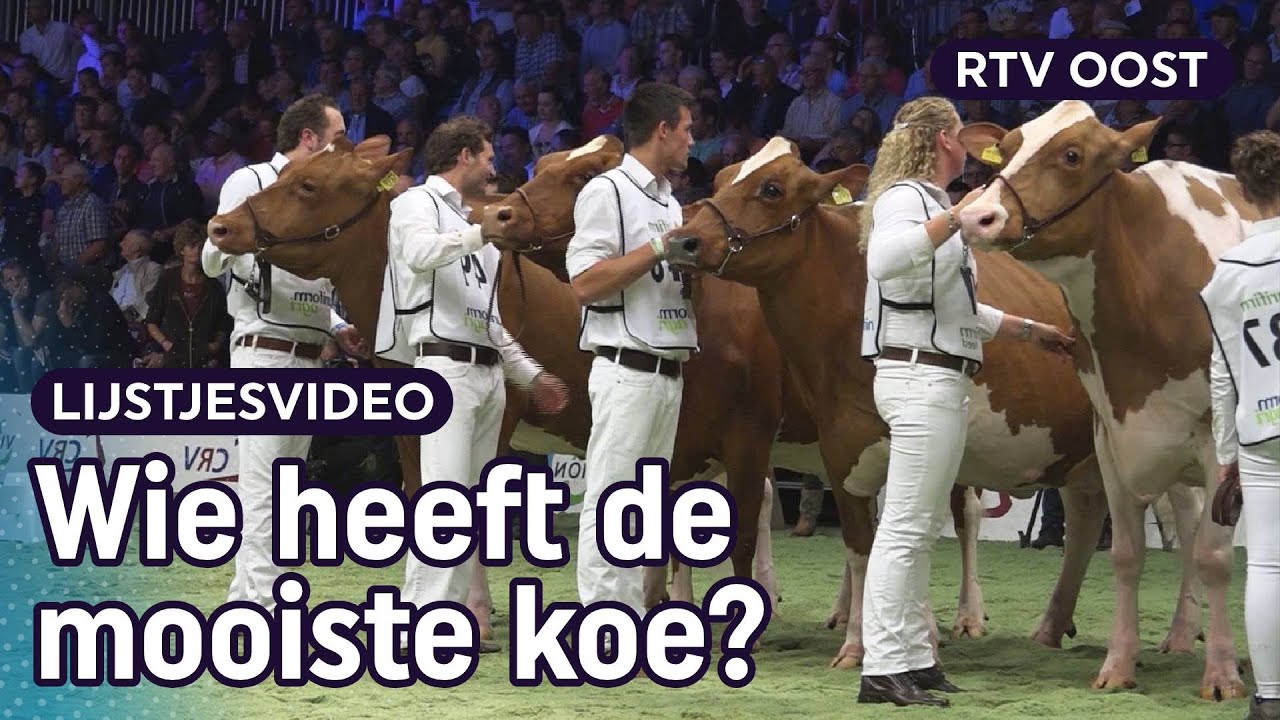 Spiegeltje, spiegeltje in de wei: 5 veekeuringen op 'n rij | RTV Oost