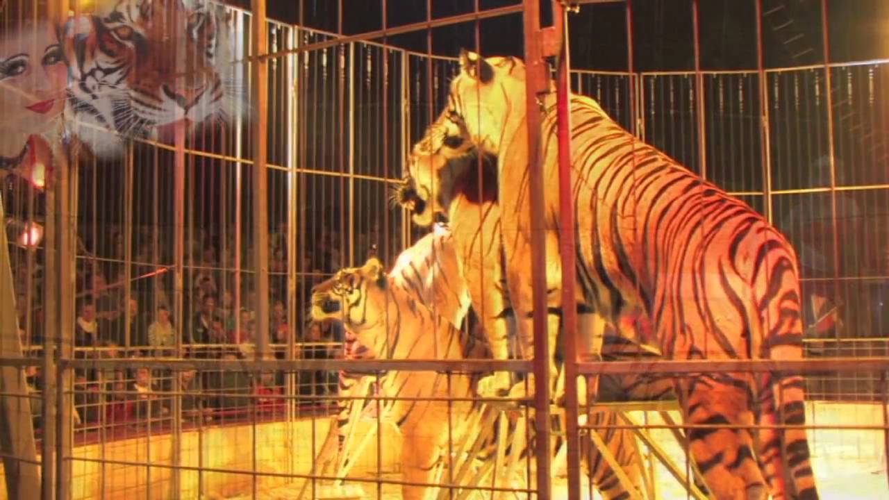Tiger Queen Carmen Zander und ihre fünf Königstiger