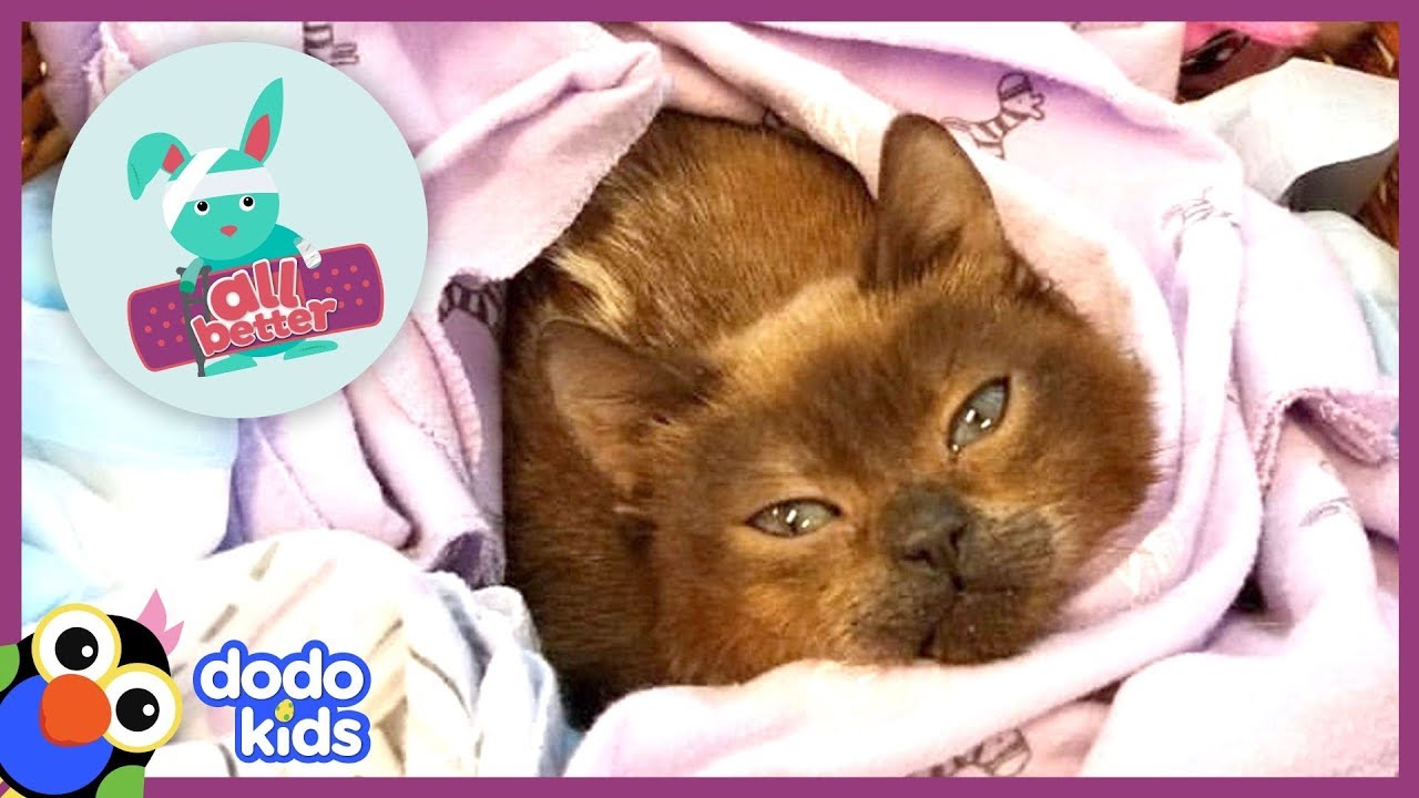 All Better Mili — Help Mili the Mini Cat Walk On Her Tiny Legs! | Animal Videos for Kids | Dodo Kids