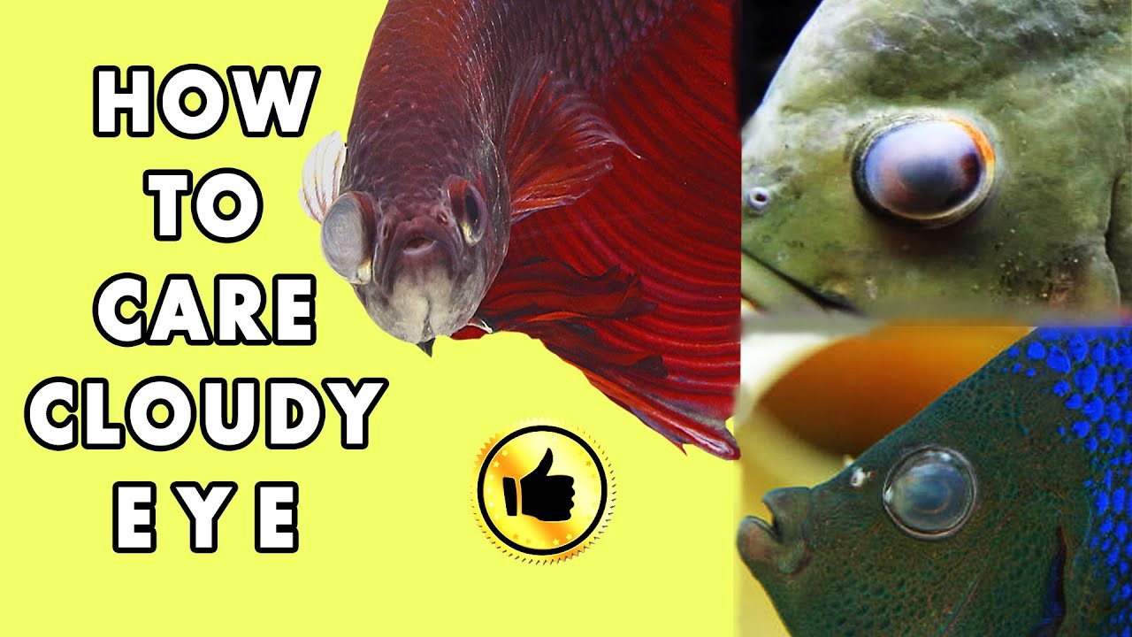 Fish cloudy eye treatment | Treatment of cloudy eye | Cloudy eye fish treatment