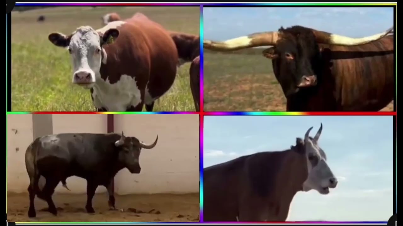 Funny Cows VS Funny Buffalo VS Funny Buls VS Tiles Hop EDM Rush