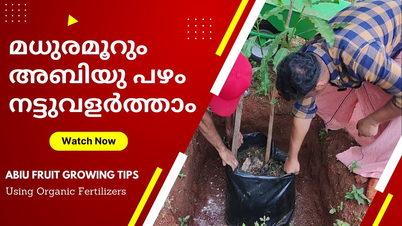 തണലത്ത് വളരുന്ന അബിയു | ABIU Fruit Growing Tips | Organic Fertilization & Post Care