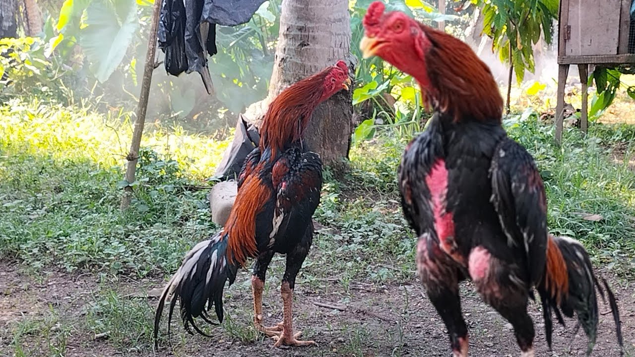 А ВОТ И ОН..!! BANGKOK CHICKEN ИЗМЕНЕНИЕ ЗВУКА, СУПЕР СПЕЦИАЛЬНЫЙ BANGKOK CHICKEN