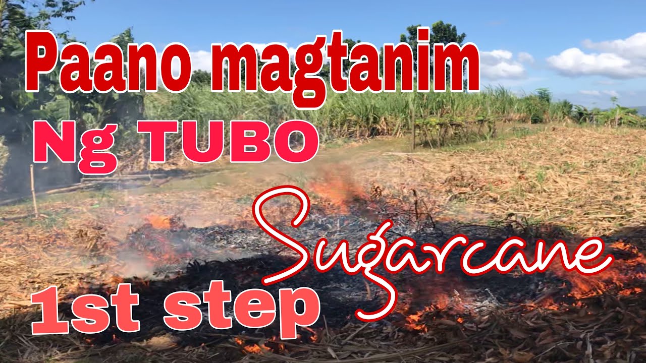 Paano magtanim ng tubo / sugarcane first step