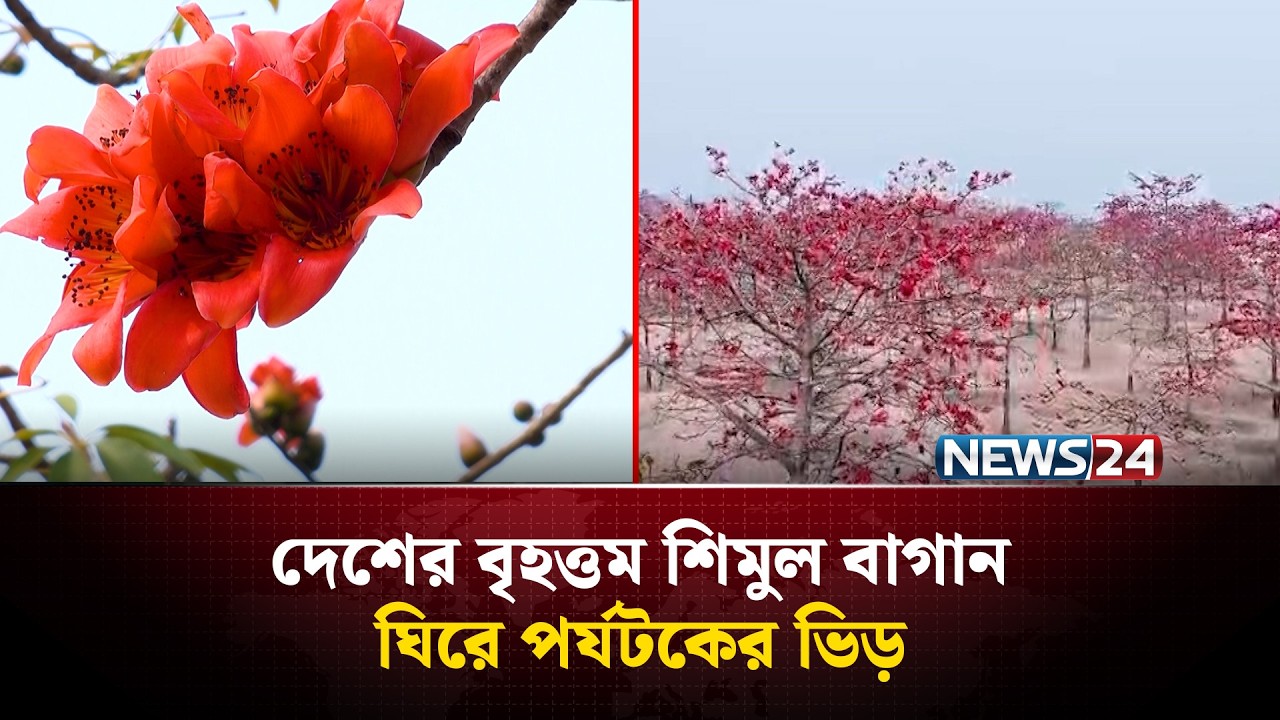 তাহিরপুরে দেশের বৃহত্তম শিমুল বাগান ঘিরে পর্যটকের ভিড় | NEWS24