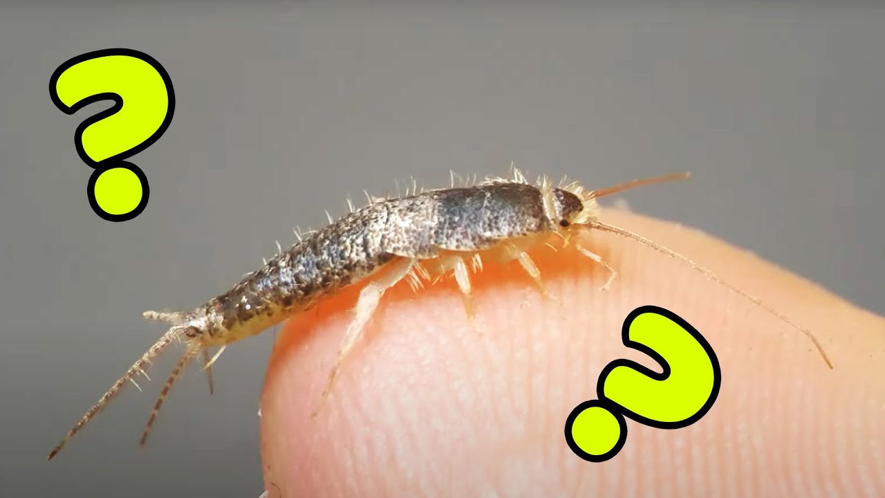 Czy wszystkie RYBIKI to rybiki cukrowe?