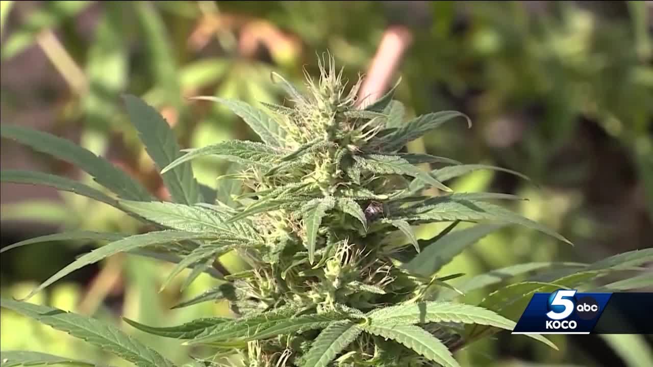 Oklahoma senator introduces bill to block tax breaks for marijuana businesses