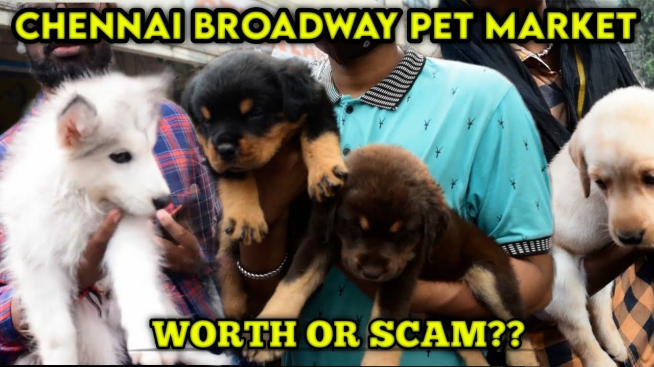 Chennai Broadway Sunday Pet Market | Is it really Worth or Scam????