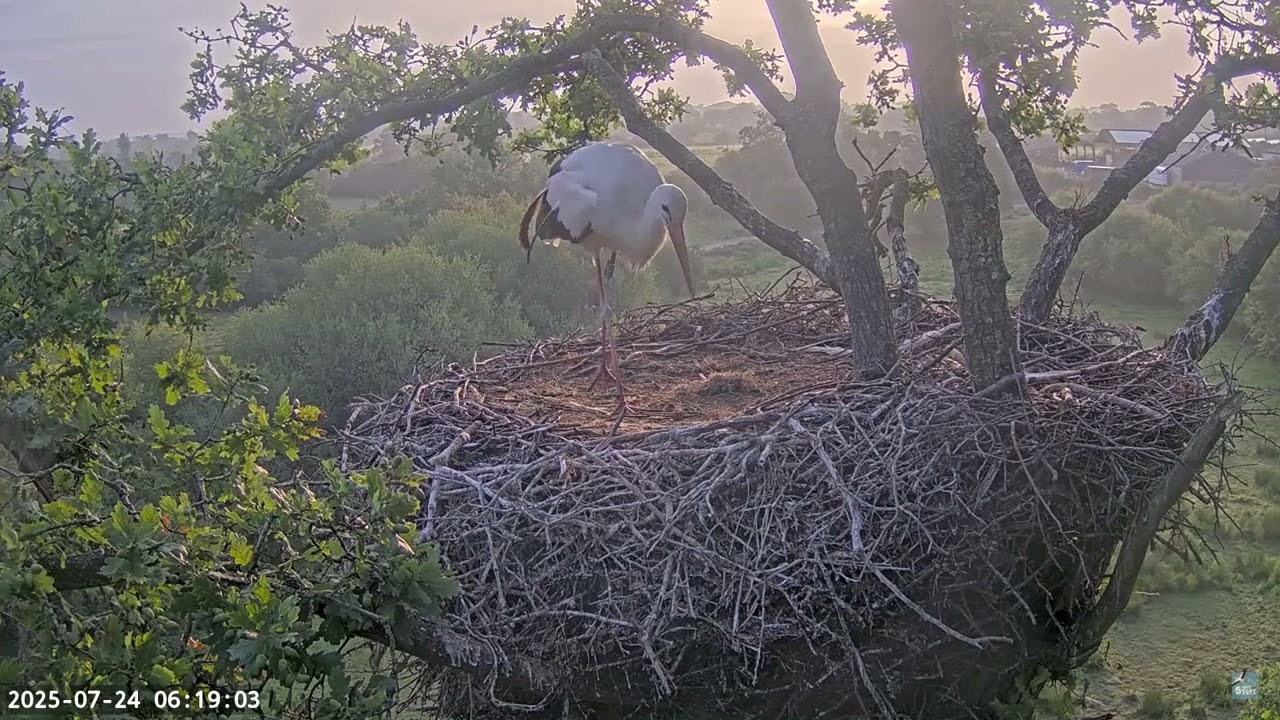 Magpies chased off the nest