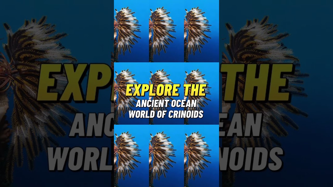 Explore the ancient ocean world of Crinoids, the stunning "sea lilies"!