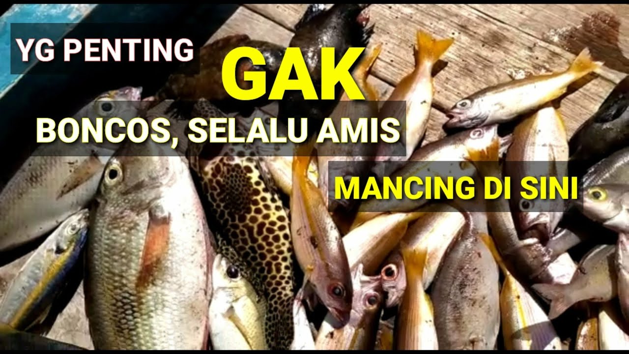 mancing tabur menggunakan ikan caek.strake terus yg penting hasil memuaskan.#mancing mania Situbondo