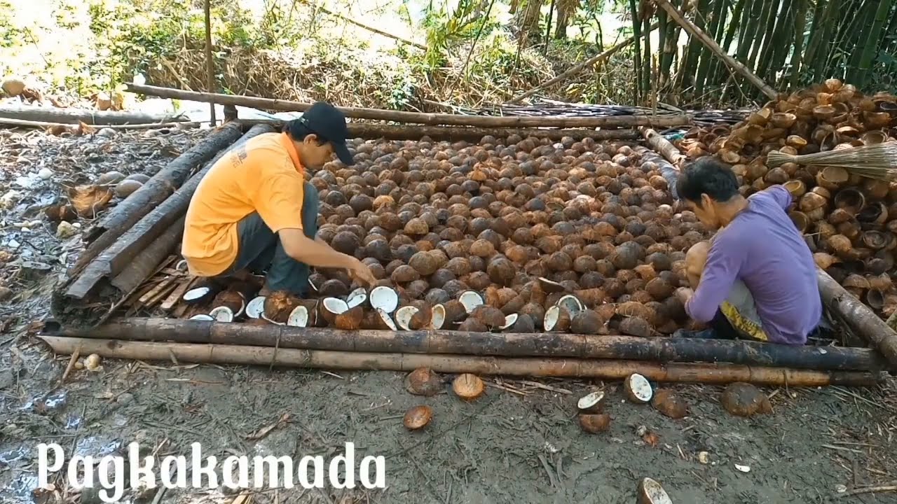 Paano ba ginagawa ang copra? || How to make copra step by step @ramiltombadovlogs