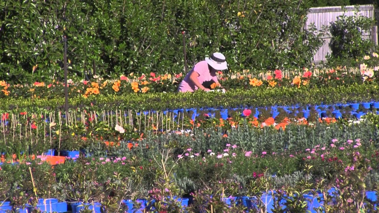Weed Management
