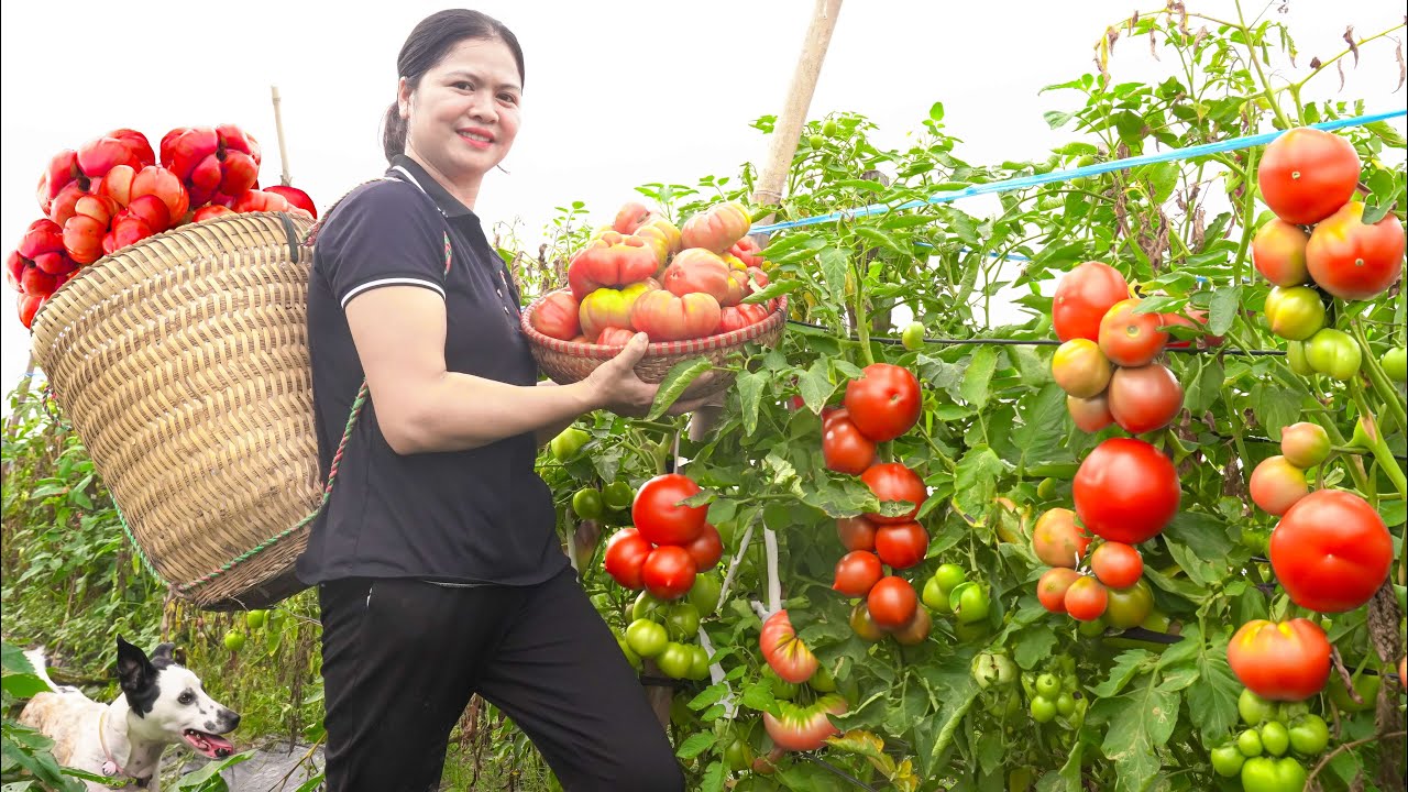 Harvesting OCTOPUS TOMATOES Fruit Go to the market to sell - Alma Daily Life